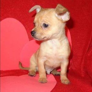 Meet your Posher, Laurie